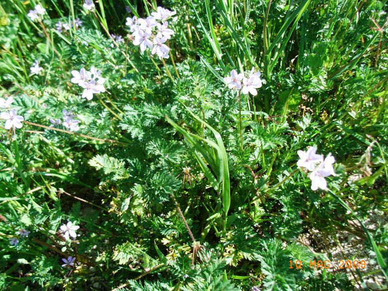 Erodium cicutarium